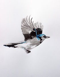 Blue Jay by Condor Artworks