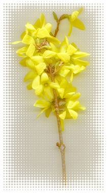 yellow color of spring von Leopold Brix