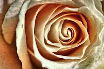 Cremige Rose - creamy rose by leddermann