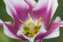 tulip pistils von bruno paolo benedetti