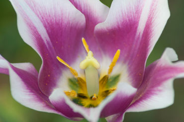 Tulip-flower-2