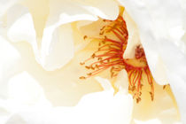 white rose von bruno paolo benedetti