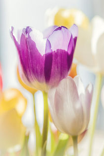 Tulips by Beate Zoellner