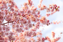 Cherry Blossom by Simone Jahnke