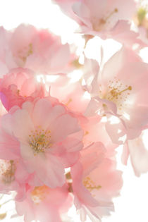 pink blossom von Beate Zoellner