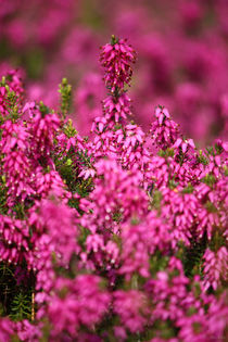 springtime! ... pink, pinker, pinkest II von meleah