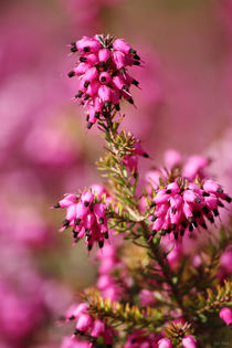 springtime! ... pink, pinker, pinkest IV von meleah