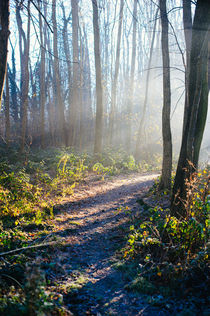 sunbeams in the forest by Emanuele Capoferri