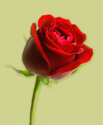 Rote Rose von Beatrix Döring
