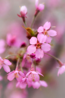 Cherry Blossom by David Tinsley
