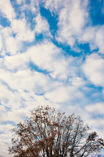 clouds on the tree by Emanuele Capoferri