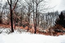 Winter in IR by Dan Richards