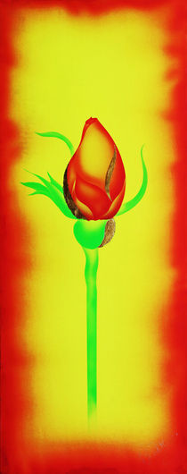 Rose 4 by Walter Zettl