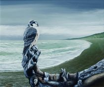 Tundra Peregrine Falcon by Noel Clarke by theartmarket