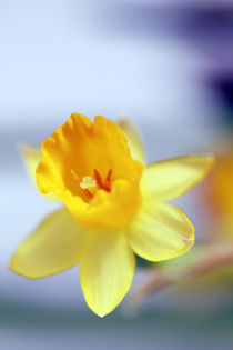 narcissus by jaybe