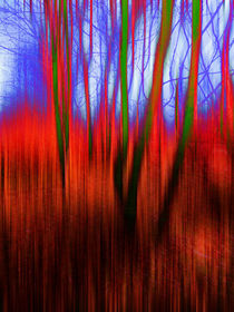 Tinted Woods by florin