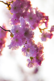 Kirschbüte im Frühling Hochformat von Dennis Stracke