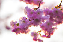 Kirschbüte im Frühling Querformat von Dennis Stracke