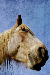 Horse by leddermann