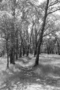 Country Path in Black and White von Sally White