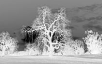 Oak Tree in White by Sally White