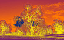 Oak Tree in Bright Sky von Sally White