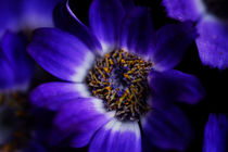 violet flower by emanuele molinari