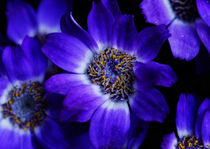 flower violet von emanuele molinari