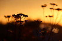Blüten im Sonnenuntergang von fabinator