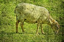 Sheep - Schaf by leddermann