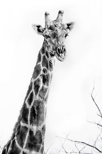 Namibian Giraffe in the Namib   by Matilde Simas