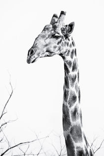 The Namibian Giraffe in the Namib #3 von Matilde Simas