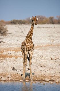 The Namibian Giraffe at a waterhole in Etosha National Park  by Matilde Simas