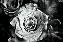 Rose No. 02 by leddermann