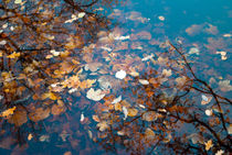 Underwater leaves by Diana Boariu