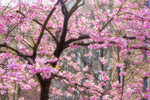 Rosa Blüten - Mandelbaum (Prunus dulcis) by Viktor Peschel
