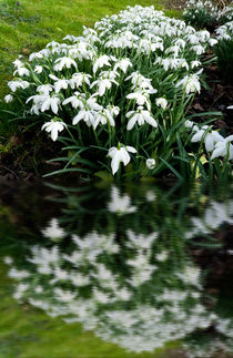 Snowdrops in reflection by Robert Gipson