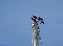 Starling Lookouts von John Bailey