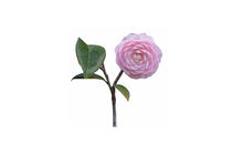 Pink Camellia On White by John Bailey