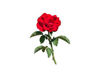 A Red Rose On White von John Bailey