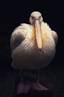 The big pelican by AD DESIGN Photo + PhotoArt