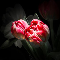 rote Tulpen by Thomas Lambart