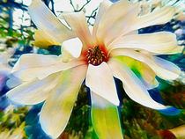 coloured magnolia by urs-foto-art