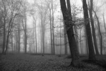 Nebelwald von Michael Zieschang