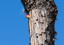 The Woodpecker Is In von John Bailey