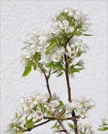 Birnbaumblüte vor Hauswand von lisa-glueck