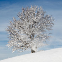 Winterlicher Baum von Rainer Rombach