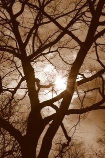 Branches in the Dark by Valentino Visentini