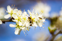 Kleine Biene auf der Kirschblüte von Dennis Stracke