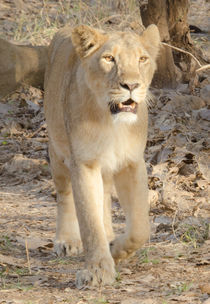 Lioness on the move by Pravine Chester
